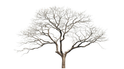 Obraz premium Leafless tree standing with transparent background, perfect for photo editing