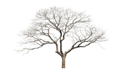 Leafless tree standing with transparent background, perfect for photo editing