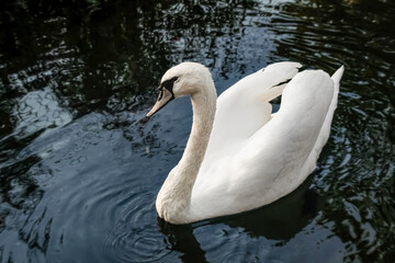 Obraz premium swan on the lake