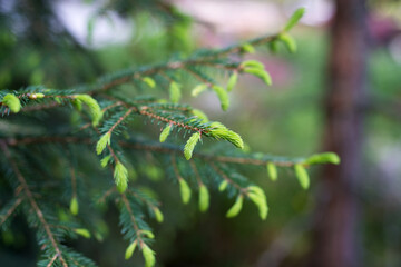 Fototapeta premium Young branches of a fir tree in spring. Macro image. Selective focus.