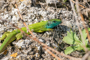 Green lizard (Lacerta viridis) during breeding season. Selective focus.