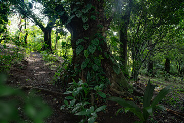Tropical rain forest in Costa Rica