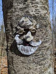 A detailed shot of a tree trunk featuring a creative face added on the bark. The setting is bright...