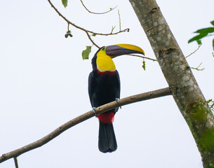 keel billed toucan on the tree