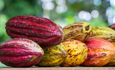 cacao pods organic stacking