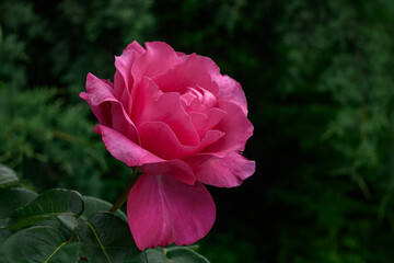 A bush of pink roses in a spring or summer ornamental garden. Decorative garden. Red flower in the...