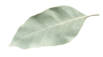 Obraz premium Single green leaf with transparent background representing nature and growth