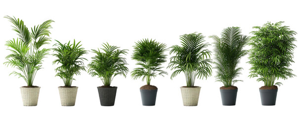 a series of potted plants arranged in a line. featuring various styles and sizes of greenery. highlighting their decorative potential for indoor or outdoor spaces the plants are set against a minimali