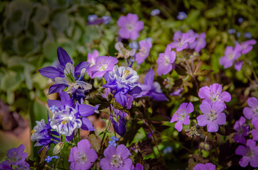 Obraz premium Blue and white columbine and garden geranium blooming in the garden.