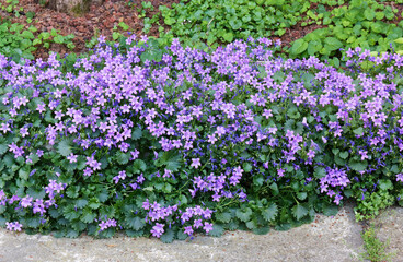 Flowerbed of violets next to a sidewalk