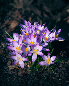 This vibrant image showcases purple crocuses blooming in a serene garden landscape, highlighting the beauty of spring. Their colorful petals and natural light create a tranquil outdoor environment.