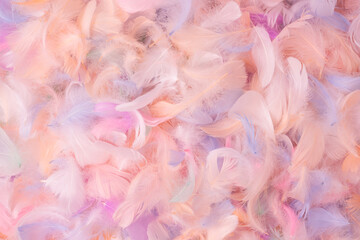 Colorful feather background, top view.