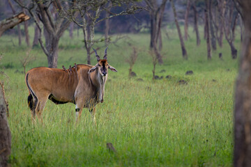 Eland in Lake Mburo NP