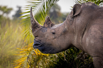 Rhino in Ziwa Rhino Sanctuary