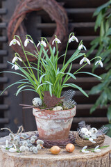 Schneeglöckchen (Galanthus nivalis) im alten Terracotta-Topf im Garten