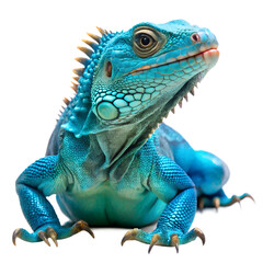 Obraz premium A beautiful Grand Cayman Blue Iguana with white background. PNG