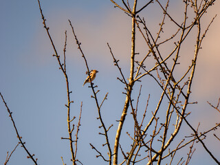 Hawfinch Perched in a Tree
