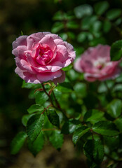 Fototapeta premium Soft pink roses illuminated by the sun, blooming in the garden.