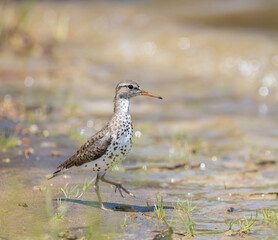 Spotted Sandpiper on a beach in Arrowhead provincial Park Ontario in spring