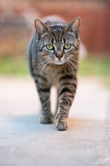 portrait of a cat walking