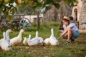 young girl feeds a group of white ducks and geese in a rural setting surrounded by nature and farm