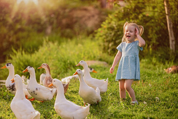 Cheerful little girl in blue dress happily playing with ducks and geese on green farm meadow during...