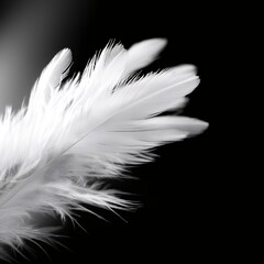 Obraz premium Delicate Black and White Feather Close-Up Captures Softness and Elegance