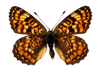 A Melitaea phoebe butterfly reveals its stunning orange and black patterned wings. The butterfly is...