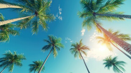 Tropical Paradise: A Low-Angle View of Palm Trees Reaching for a Sunny Sky
