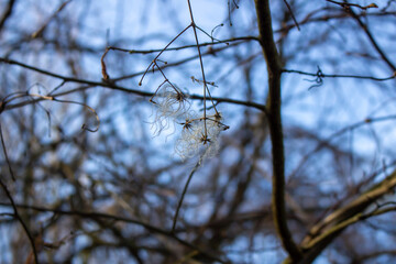 Clematis vitalba in the rays of the winter sun