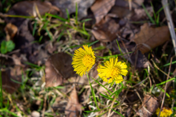 Yellow flower lesser celandine with green leaves