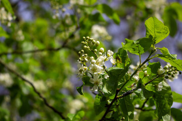 White blossoming apple trees in the sunset light. Spring season, spring colors.
