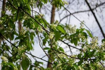White blossoming apple trees in the sunset light. Spring season, spring colors.