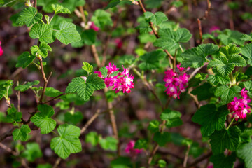 Rhododendron hirsutum flower growing in mountains, macro