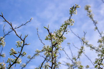 White blossoming apple trees in the sunset light. Spring season, spring colors.