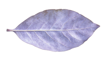 Purple leaf showing its veins on transparent background