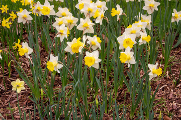 Fototapeta premium Beautiful yellow Daffodil flowers blooming in a spring garden