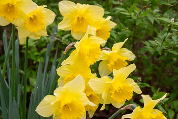 Beautiful yellow Daffodil flowers blooming in a spring garden