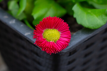 Beautiful red flower with a green background - Daisy Red Bellis Perennis Super Enorma © FlorianSchultze