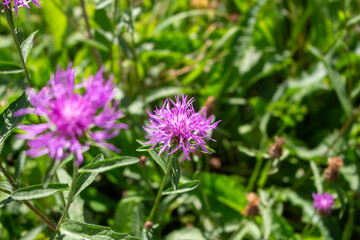 Clover (Trifolium pratense) grows in the meadow among the grasses