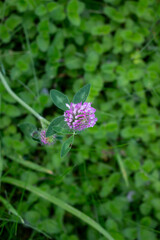 Clover (Trifolium pratense) grows in the meadow among the grasses