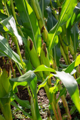 Mais-Konzept auf Ackerland