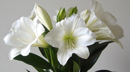 Obraz premium Stunning Bouquet of White Amaryllis Flowers