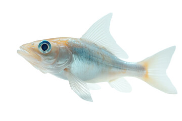 Obraz premium Colorful fish swimming gracefully in a clear water environment near a vibrant coral reef