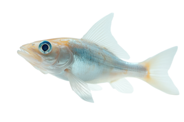 Colorful fish swimming gracefully in a clear water environment near a vibrant coral reef