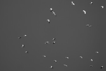 Cranes in flight in black and white 