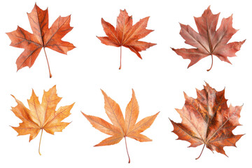 Fototapeta premium Colorful autumn leaves in various shapes and sizes arranged artistically