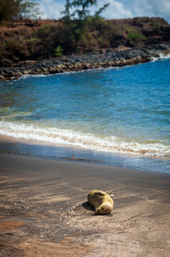 Endangered Hawaiian Monk seal resting on Glass Beach on the west side of the island of Kauai. The Hawaiian monk seal is the only seal native to Hawaii.These seals spend two-thirds of their time at sea