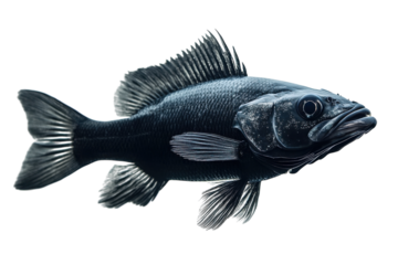 Black fish swimming gracefully in clear water showcasing its dorsal fins and sleek body