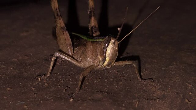 Grasshopper sitting from the ground, vertical